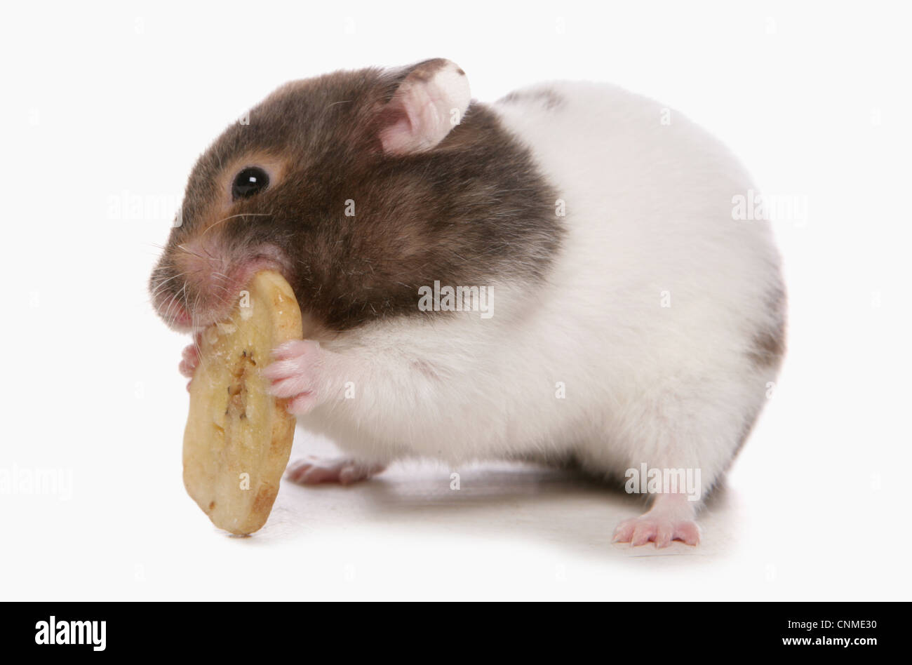 Domestic Golden Hamster (Mesocricetus auratus) adult, feeding on dried banana Stock Photo