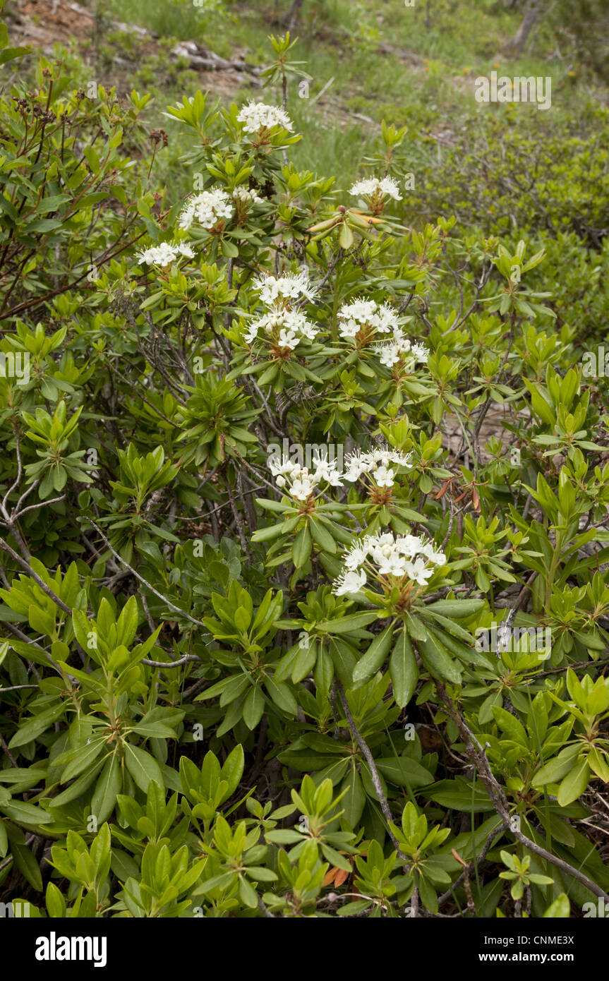 Western Labrador Tea (Ledum glandulosum) flowering, Mount Eddy, Klamath Mountains, California, july Stock Photo