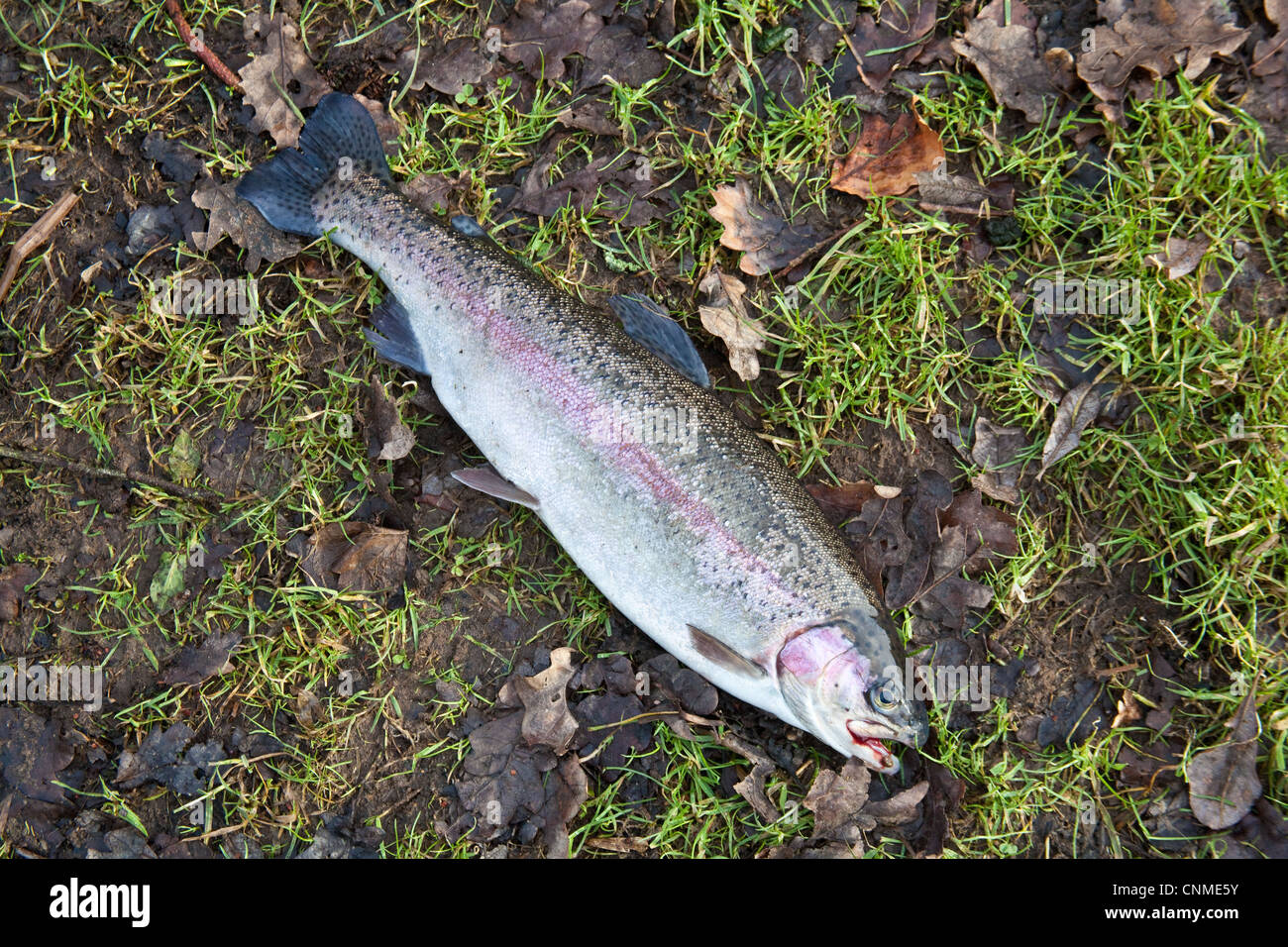 Rainbow trout 2.6lbs 1.17kg on the grass Hampshire England Stock Photo Alamy