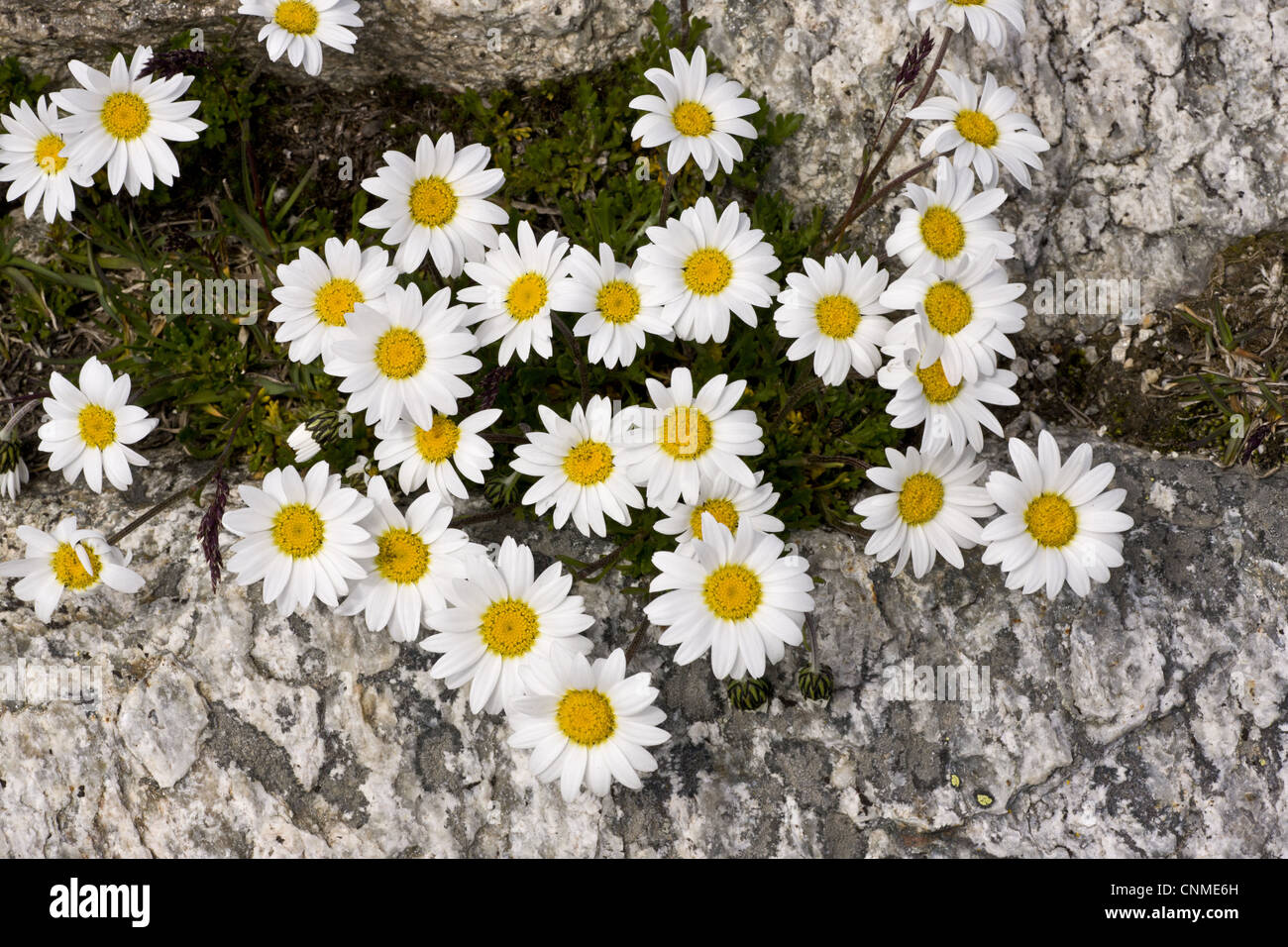 Alpine Moon Daisy (Leucanthemopsis alpina) flowering, growing amongst rocks at high altitude, Swiss Alps, Switzerland, june Stock Photo
