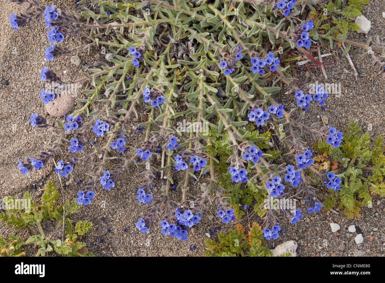 Dyer's Alkanet (Alkanna lehmanii) flowering, growing on dunes, Skala Eressos (Eressos Beach), Lesvos, Greece, march Stock Photo