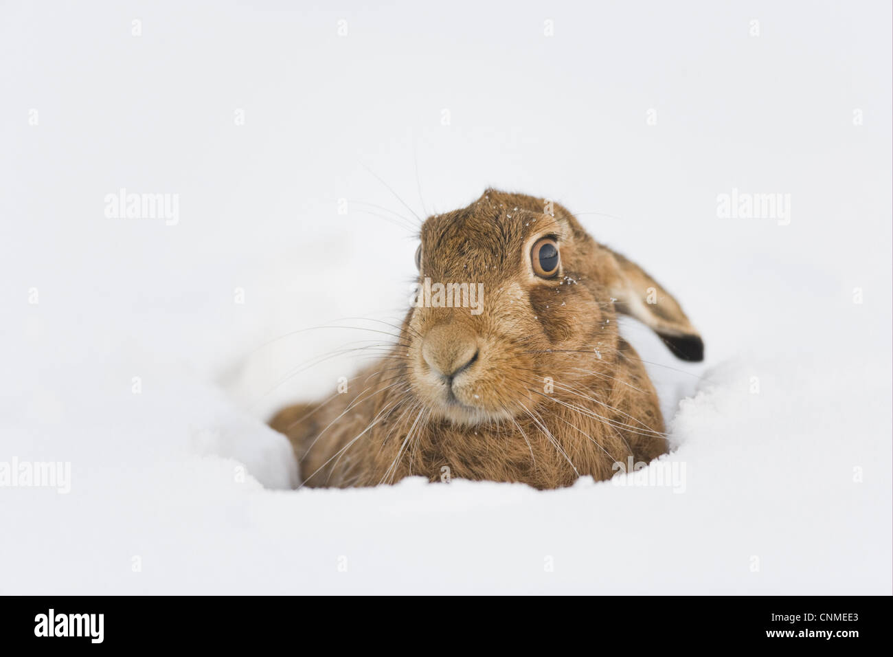 European Hare (Lepus europaeus) adult, resting in snow covered field, Oxfordshire, England, december Stock Photo