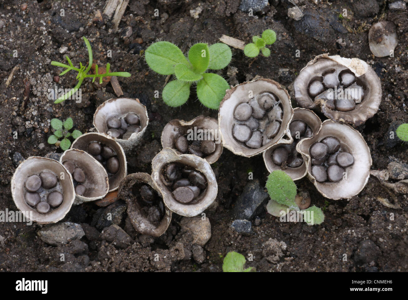 Field Bird's Nest Fungus Crucibulum laeve fruiting bodies 'splash cups