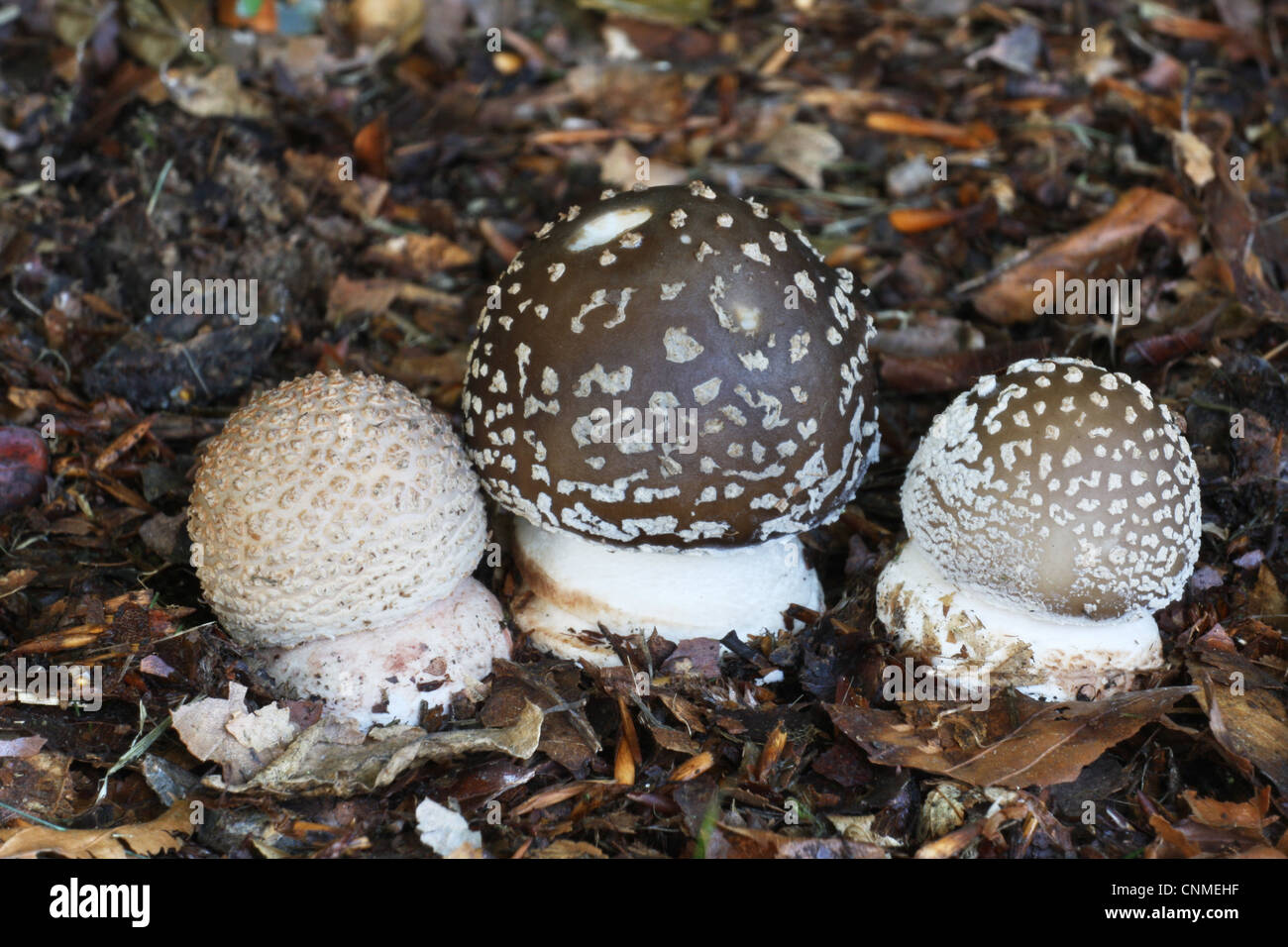 The Blusher (Amanita rubescens) fruiting bodies, growing amongst rotting leaves in woodland, Leicestershire, England, september Stock Photo
