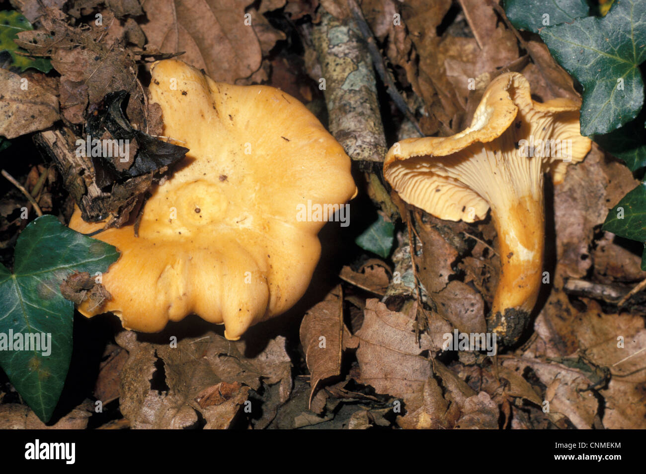 Chanterelle Mushroom (Cantharellus cibarius) Amongst dead leaves - Hawke's Wood, Cornwall - July Stock Photo
