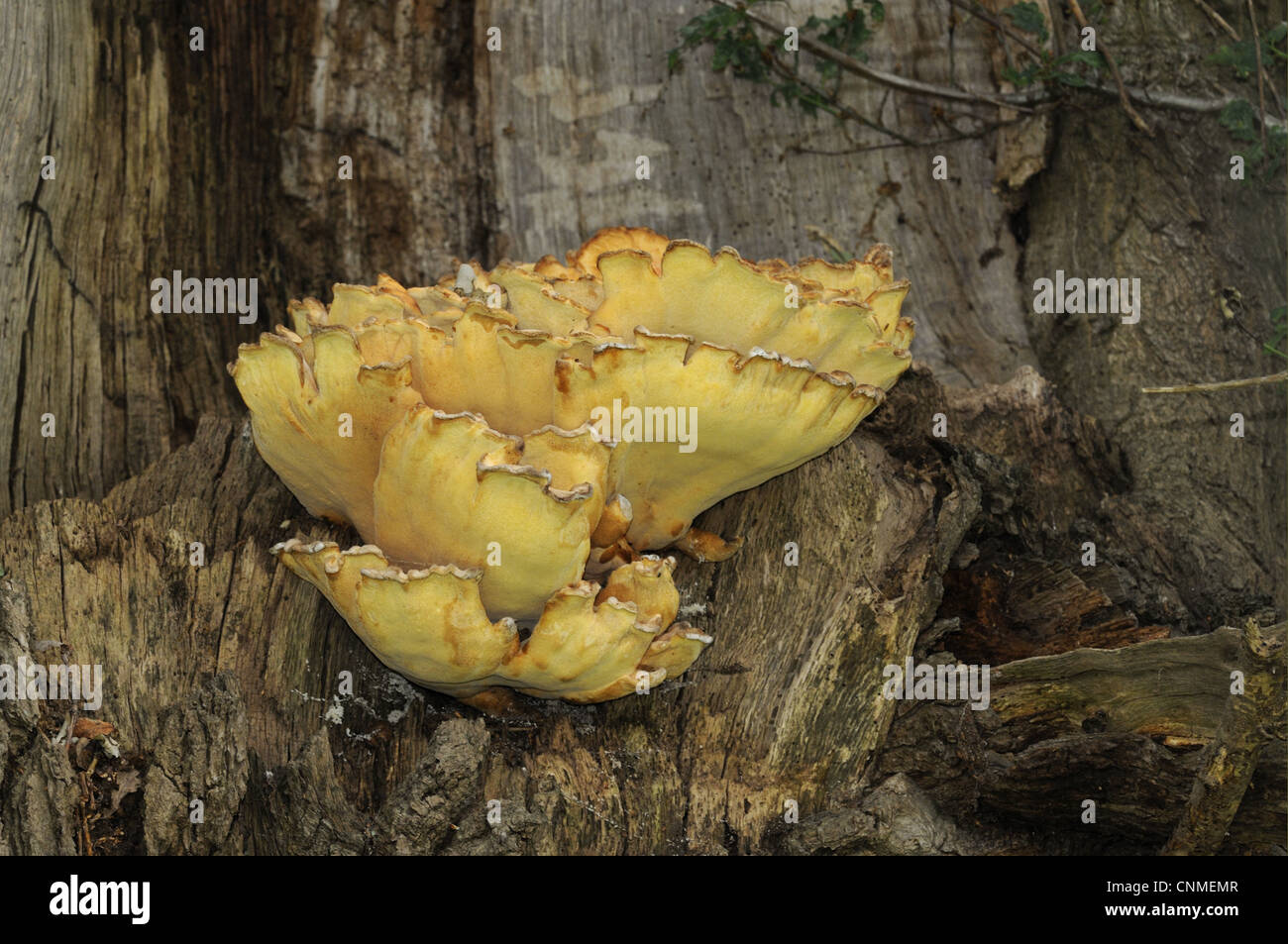 Chickenofthewoods (Laetiporus sulphureus) fruiting bodies, growing