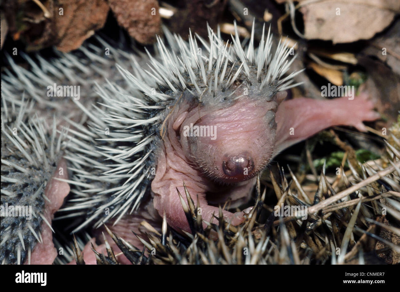Hedgehog nest hires stock photography and images Alamy