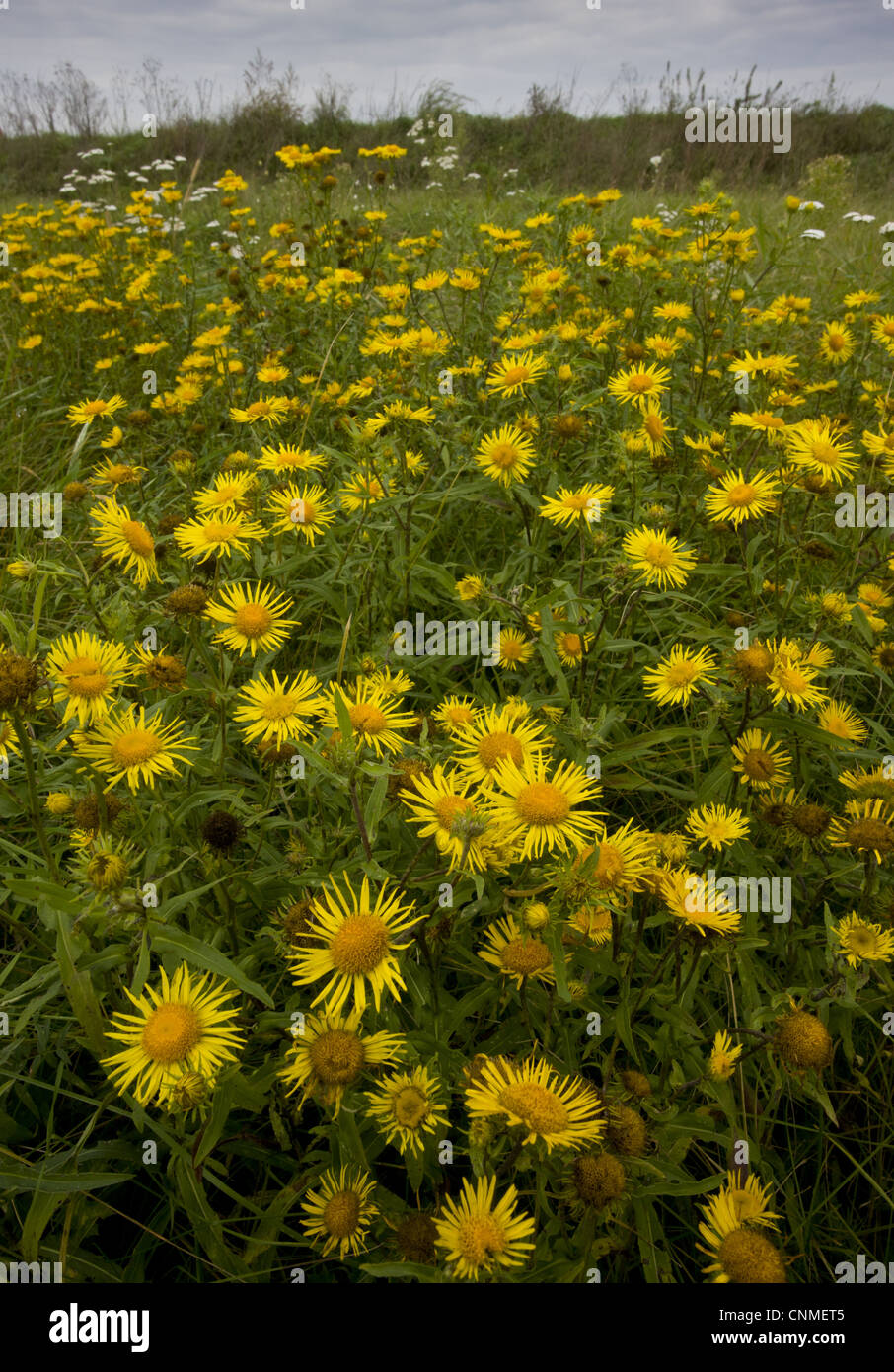 British Yellowhead Inula britannica flowering mass growing Puszta