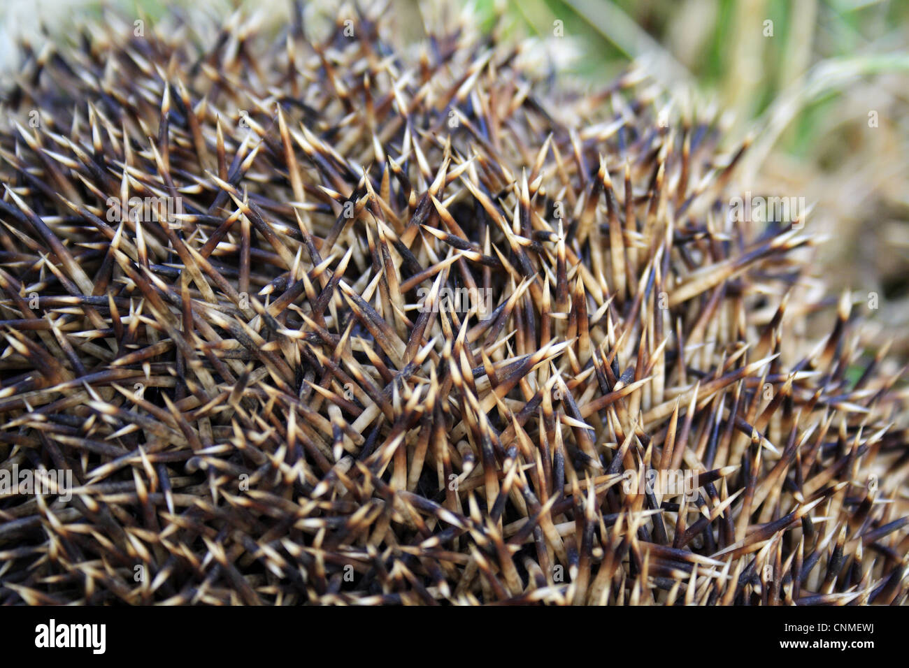 European Hedgehog Erinaceus europaeus adult close-up spines curled up defensive ball headland set-a-side strip arable farmland Stock Photo