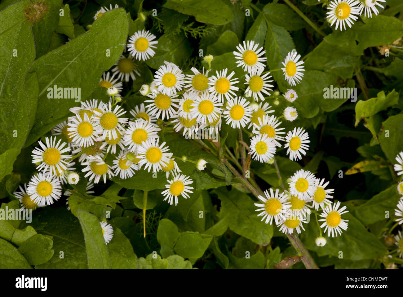 Annual Fleabane (Erigeron annuus) introduced species, flowering, Romania, september Stock Photo