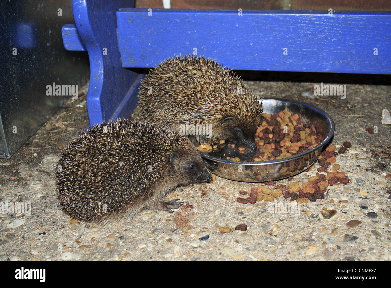 cat biscuits for hedgehogs