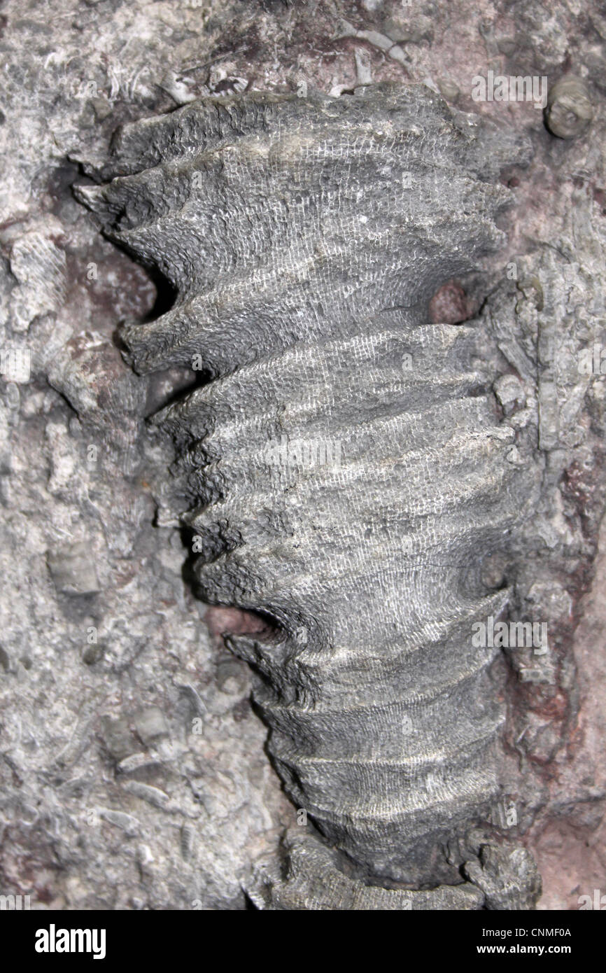 Fossil Of the Solitary Rugose Coral Palaeosmilia murchisoni, Asbian Lower Carboniferous Stock Photo