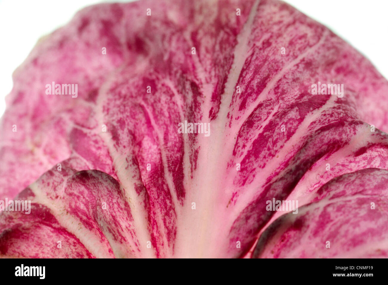 Radicchio Salad Leaf Stock Photo Alamy
