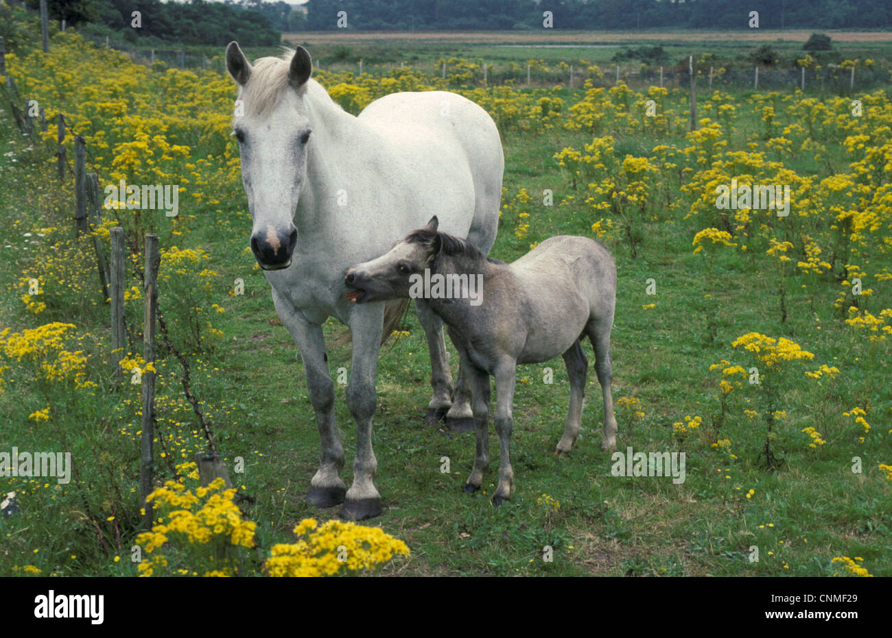 Horse, mare and foal, standing in field with Ragwort (Senecio sp.) very poisoness for horses, England Stock Photo