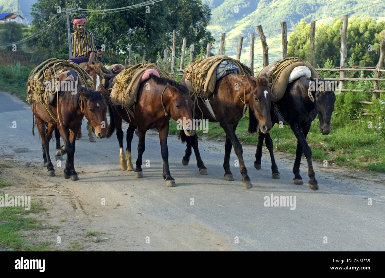Horses used for carrying harvested crop, Vattavada, Western Ghats