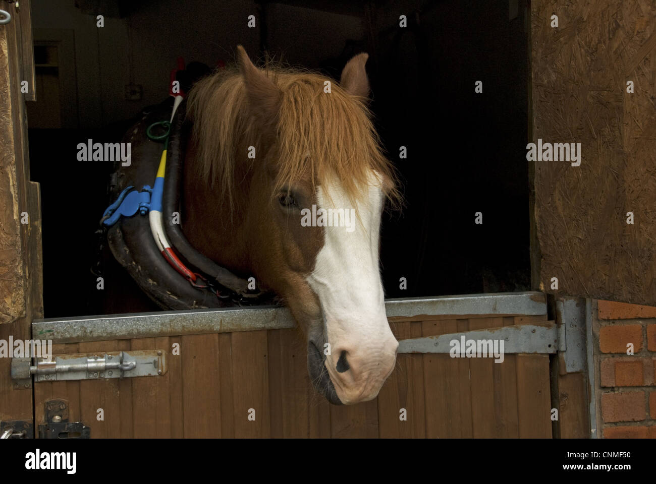 Horse Welsh Cob adult stable awaiting harness prior pulling tourist canal boat along Llangollen Lock Llangollen Wharf Clwyd Stock Photo