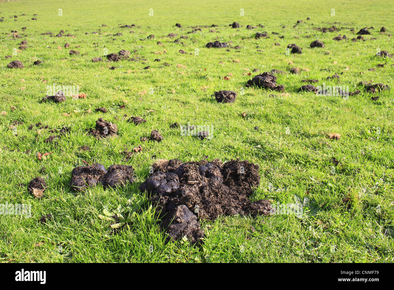 Animal droppings uk hires stock photography and images Alamy