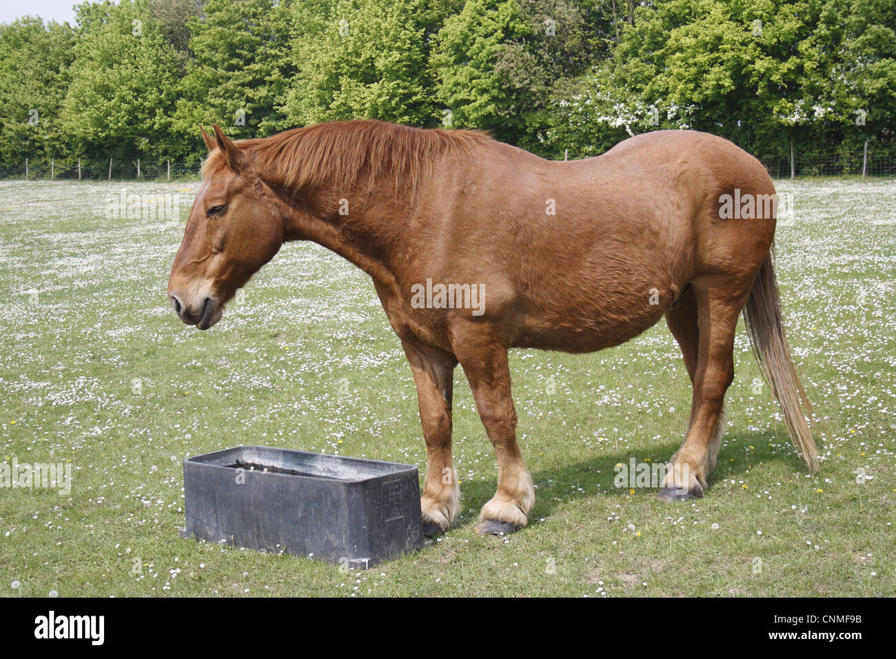 Horse Suffolk Punch stallion drinking trough in paddock Museum East