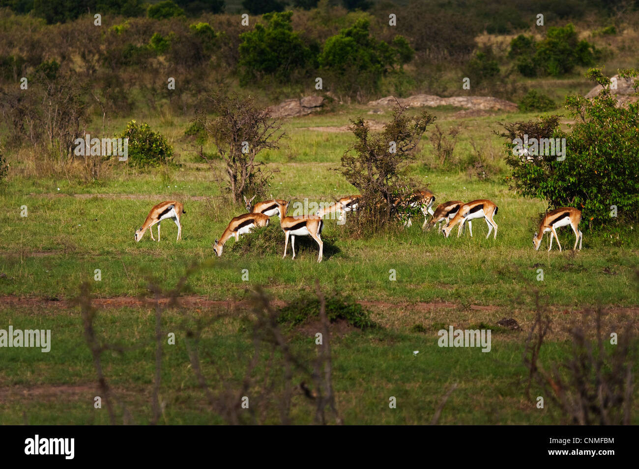 A small herd of Thomson's gazelle (Eudorcas thomsonii Stock Photo - Alamy