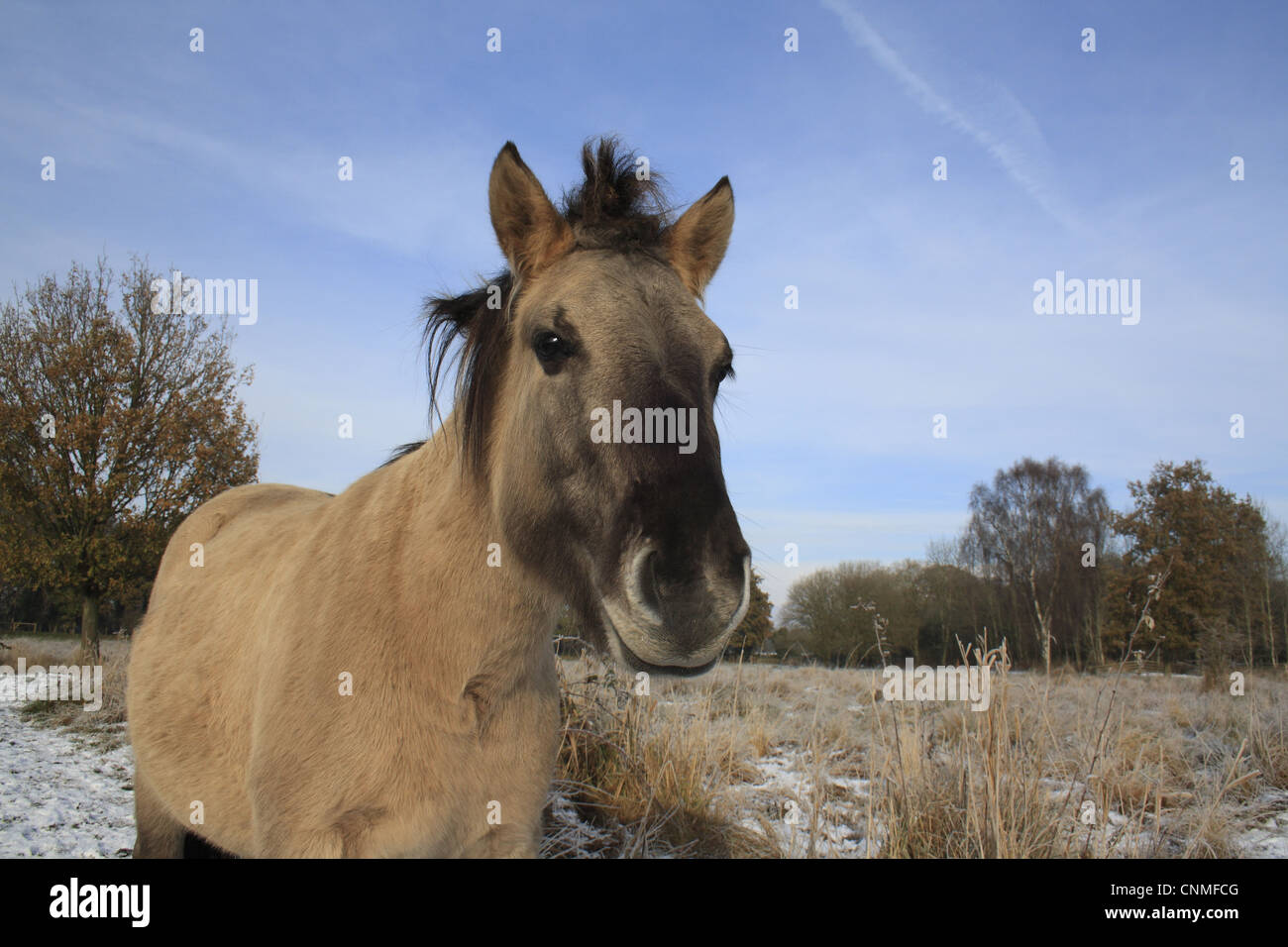 Konik Horse mare close-up head snow edge fen meadow used as habitat management river valley fen Redgrave Lopham Fen N.N.R Stock Photo