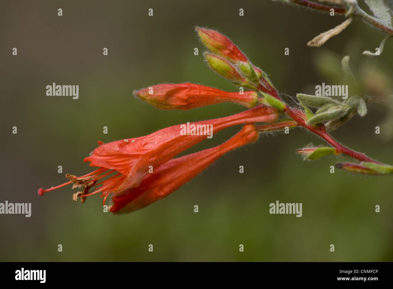 California Fuchsia (Epilobium canum) closeup of flowers, California, U