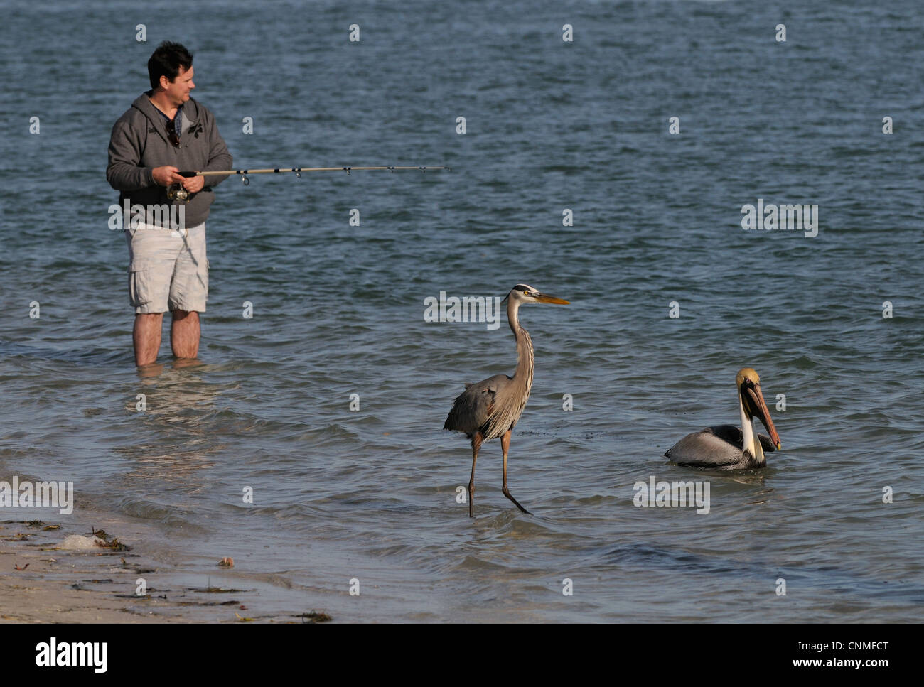 Fisherman to catch some fish standing in the waters of the Gulf of Mexico. Two birds, a Brown Pelican and a Great Blue Heron. Stock Photo