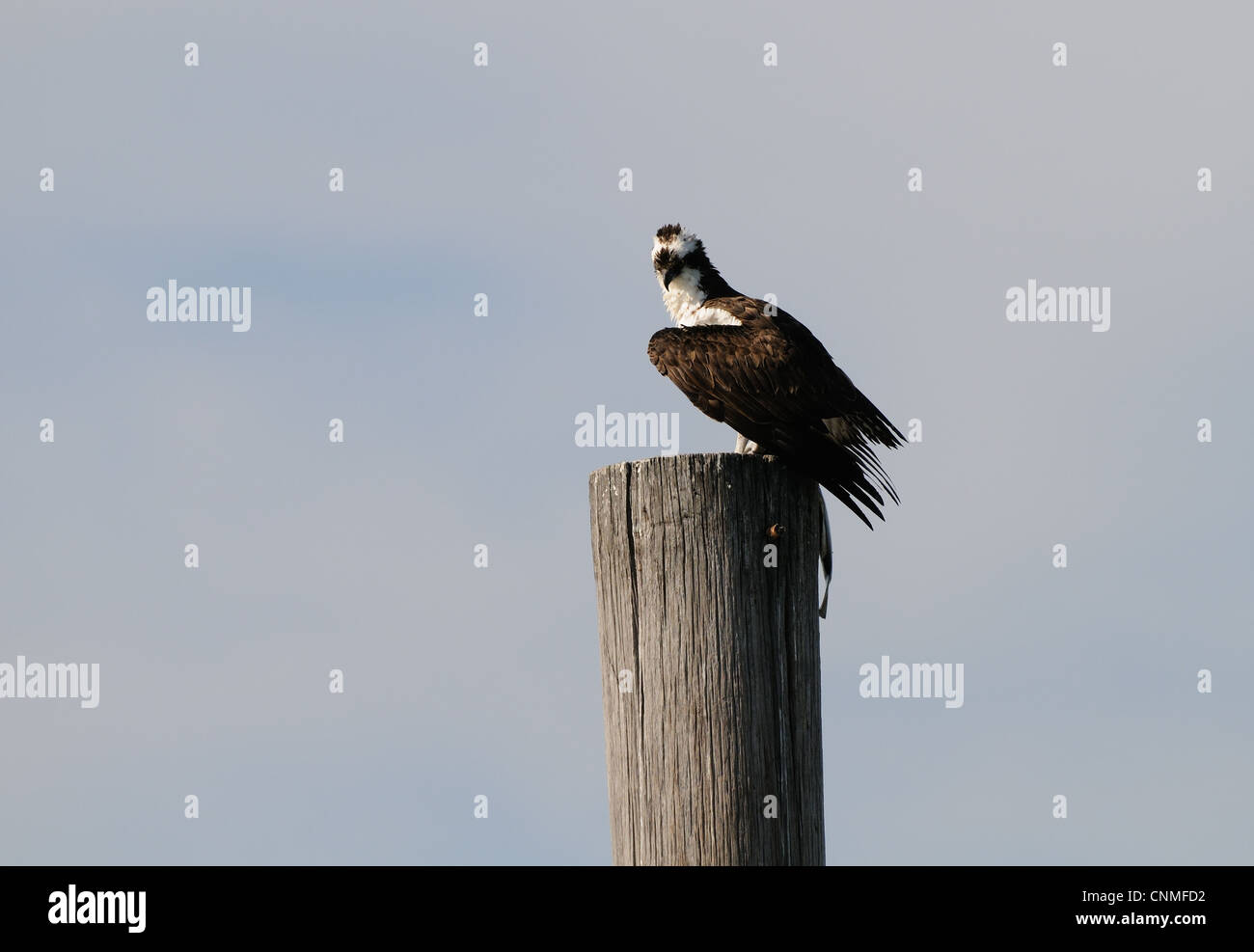 osprey, Pandion haliaetus flying around and with fish as prey on a pole