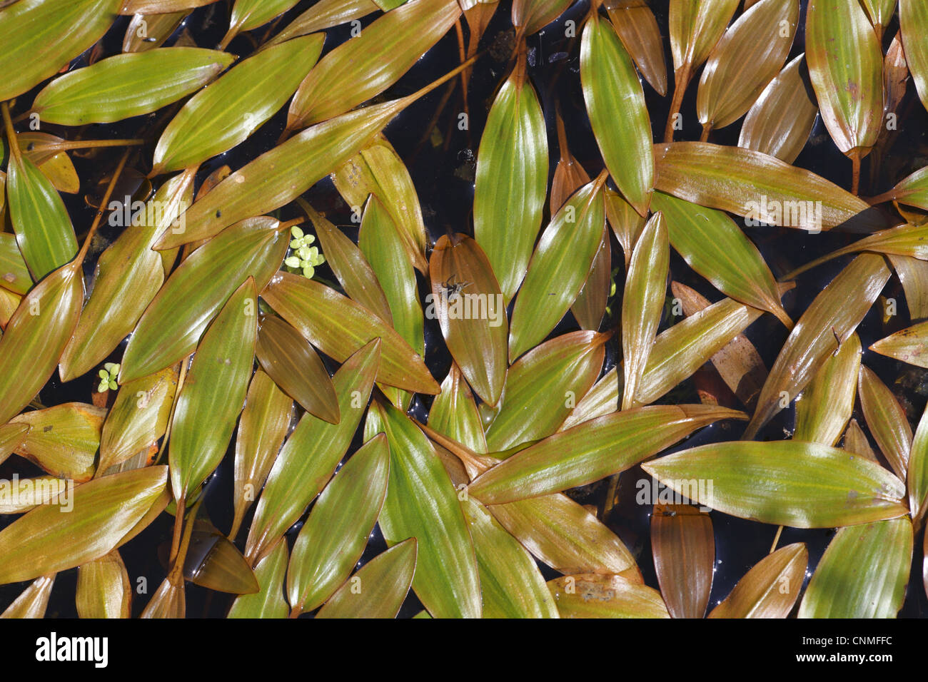 Bog Pondweed (Potamogeton polygonifolius) leaves, floating on bog pool, Powys, Wales, september Stock Photo