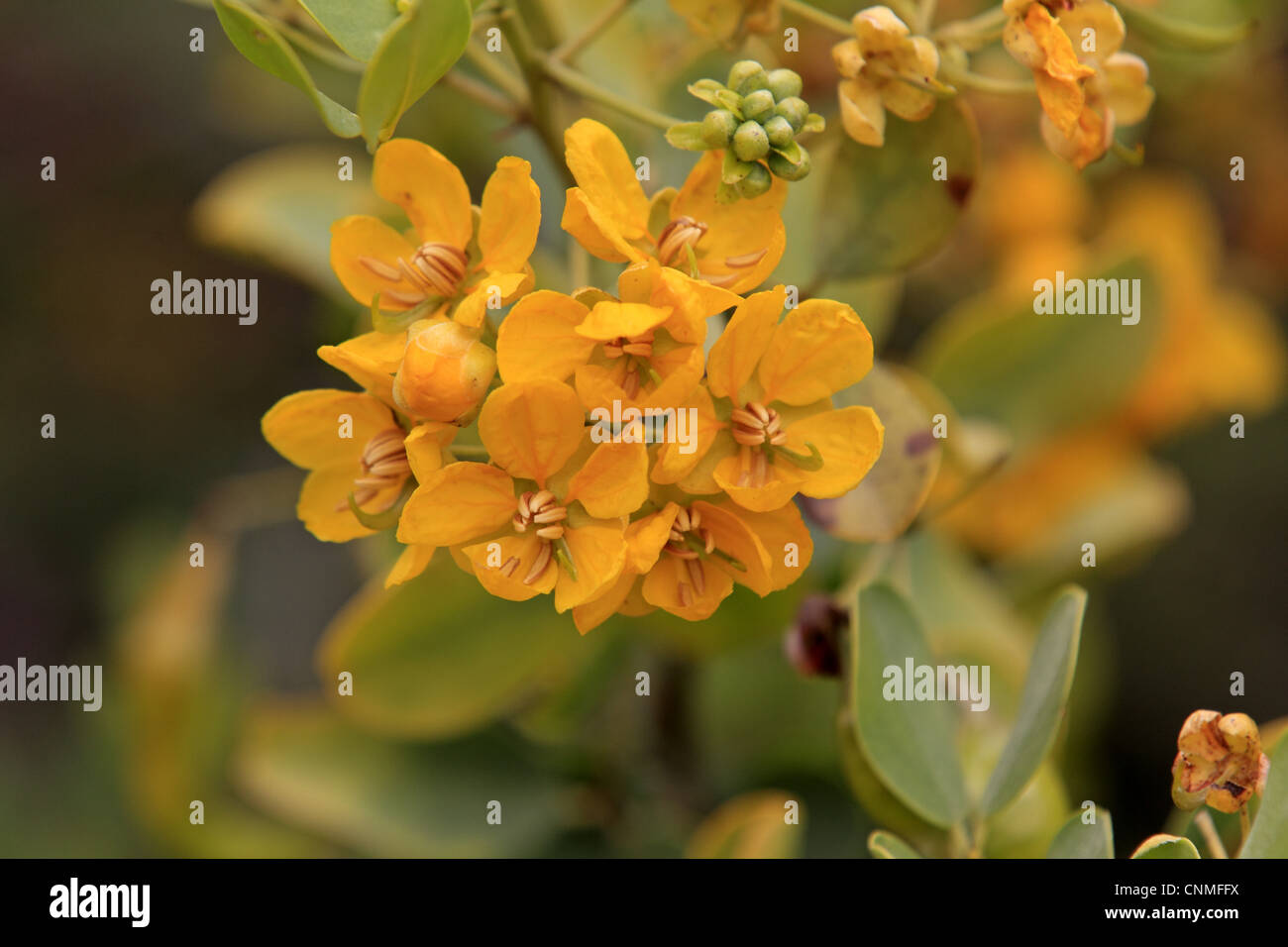 Oval-leaved Cassia (Senna artemisioides) close-up of flowers, Outback, Northern Territory, Australia Stock Photo