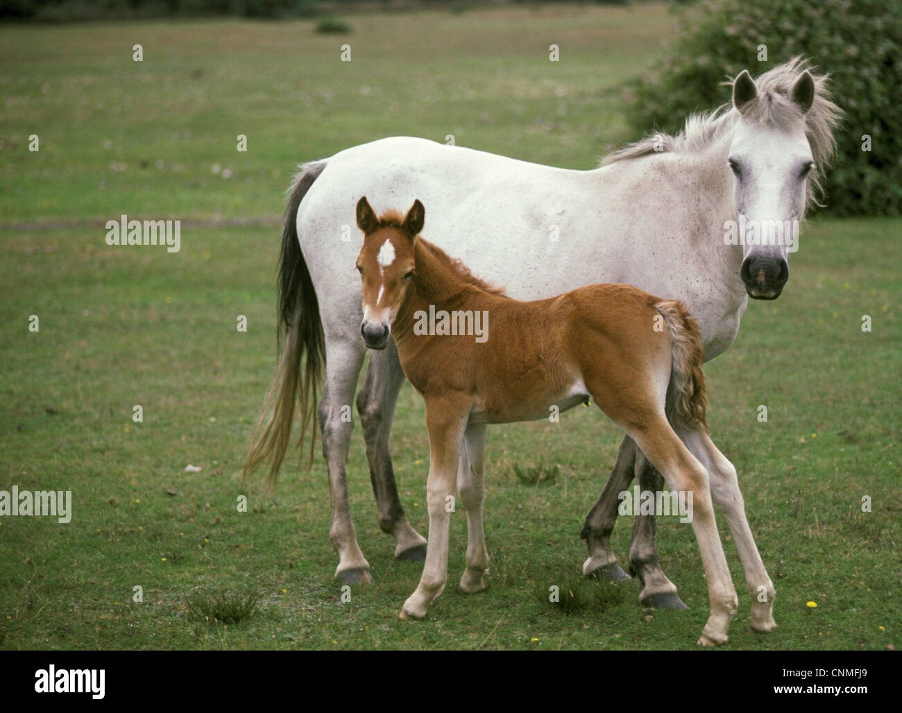 New Forest Pony, grey mare with foal, standing on heathland, New Forest, Hampshire, England Stock Photo