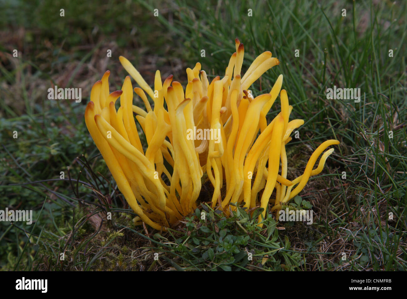 Golden Spindles (Clavulinopsis fusiformis) fruiting body, growing amongst grass in woodland, Leicestershire, England, september Stock Photo