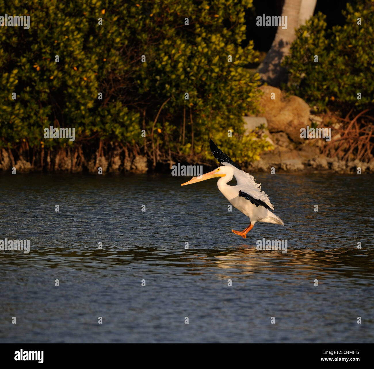 American white pelican, Pelecanus erythrorhynchos at the shallow waters