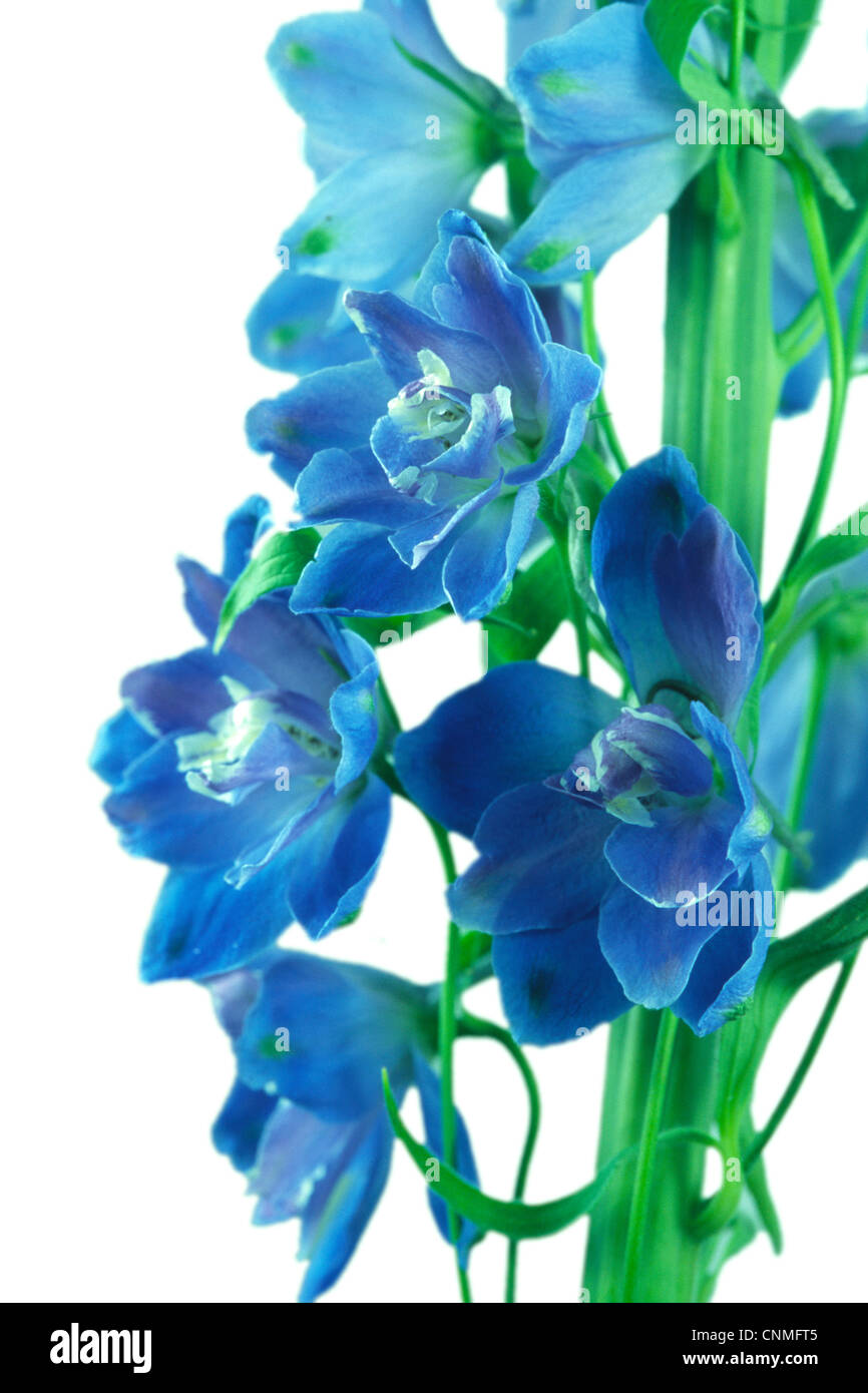 Blue Delphinium Flower White Background Stock Photo - Alamy