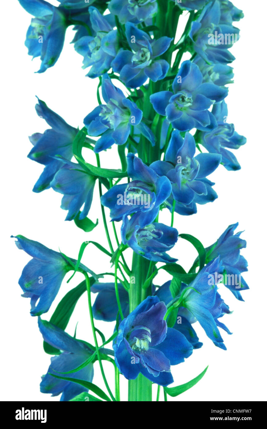 Blue Delphinium Flower White Background Stock Photo - Alamy