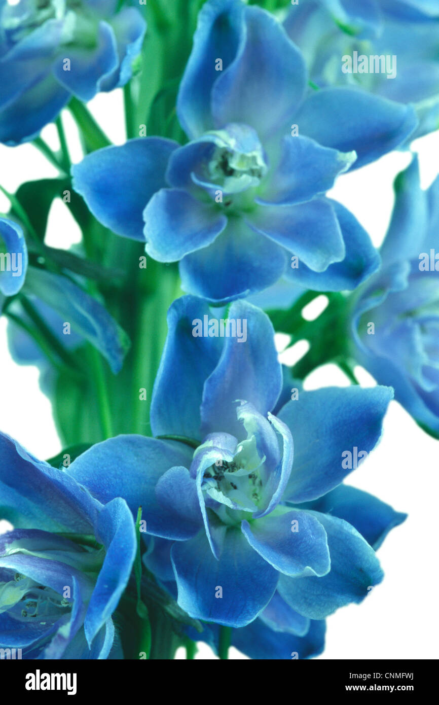 Blue Delphinium Flower White Background Stock Photo - Alamy