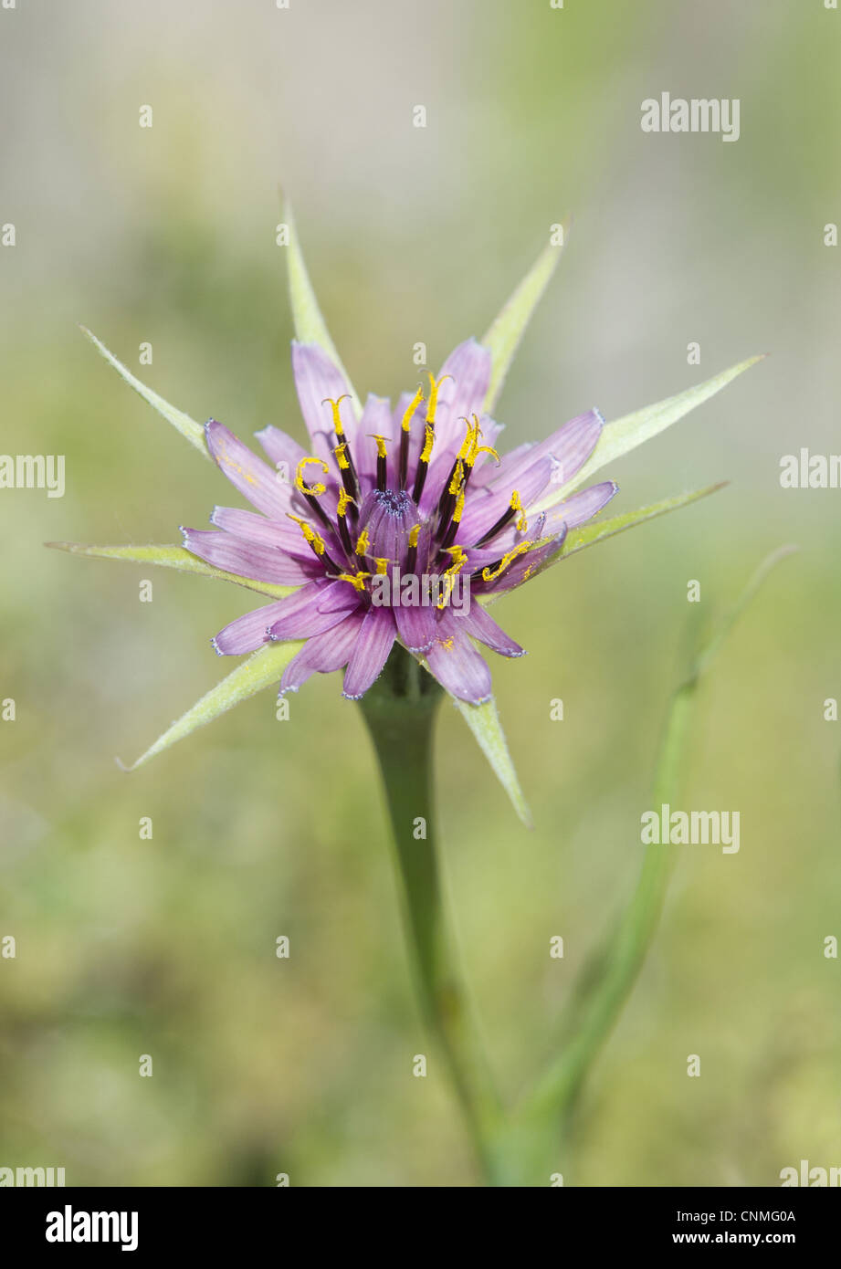 Purple Salsify (Tragopogon porrifolius) close-up of flower, Lesvos, Greece, may Stock Photo
