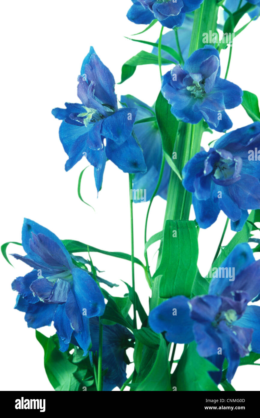 Blue Delphinium Flower White Background Stock Photo - Alamy