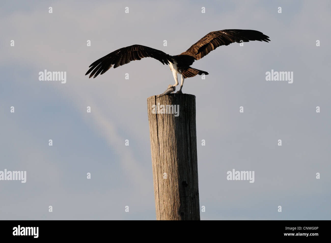 osprey, Pandion haliaetus flying around and with fish as prey on a pole