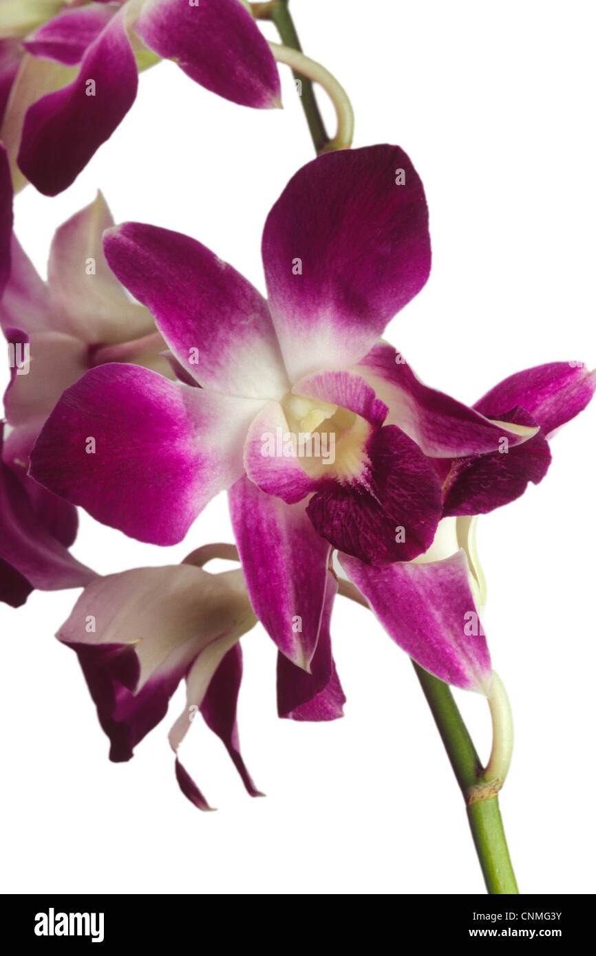 Dendrobium Orchids Flower White Background Stock Photo