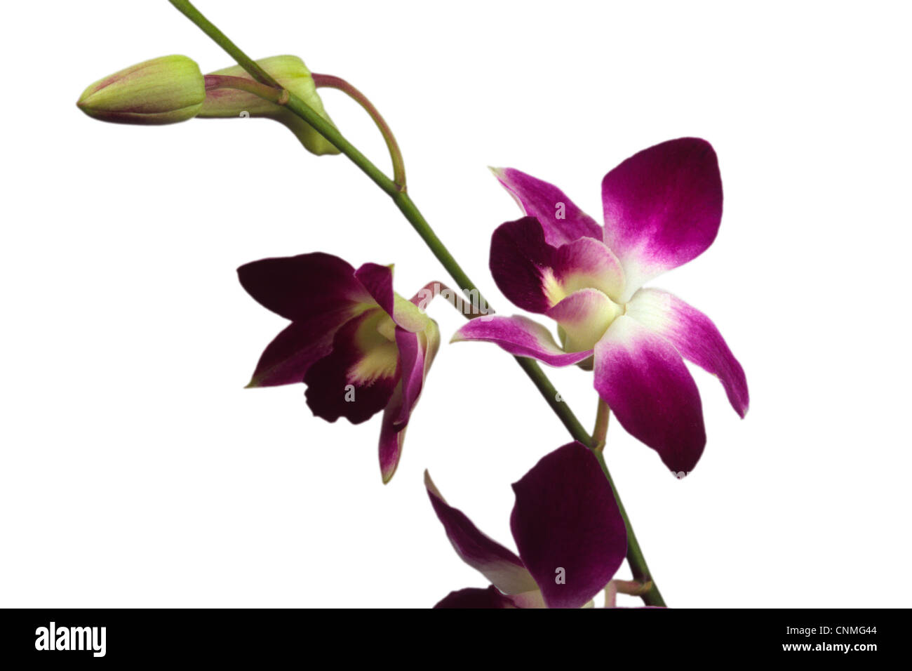 Dendrobium Orchids Flower White Background Stock Photo