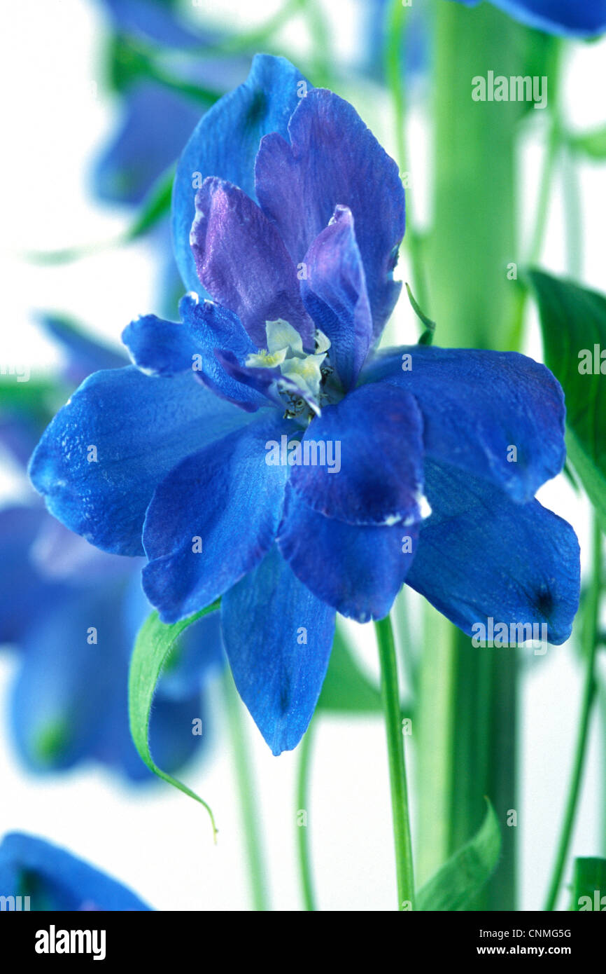 Blue Delphinium Flower White Background Stock Photo - Alamy