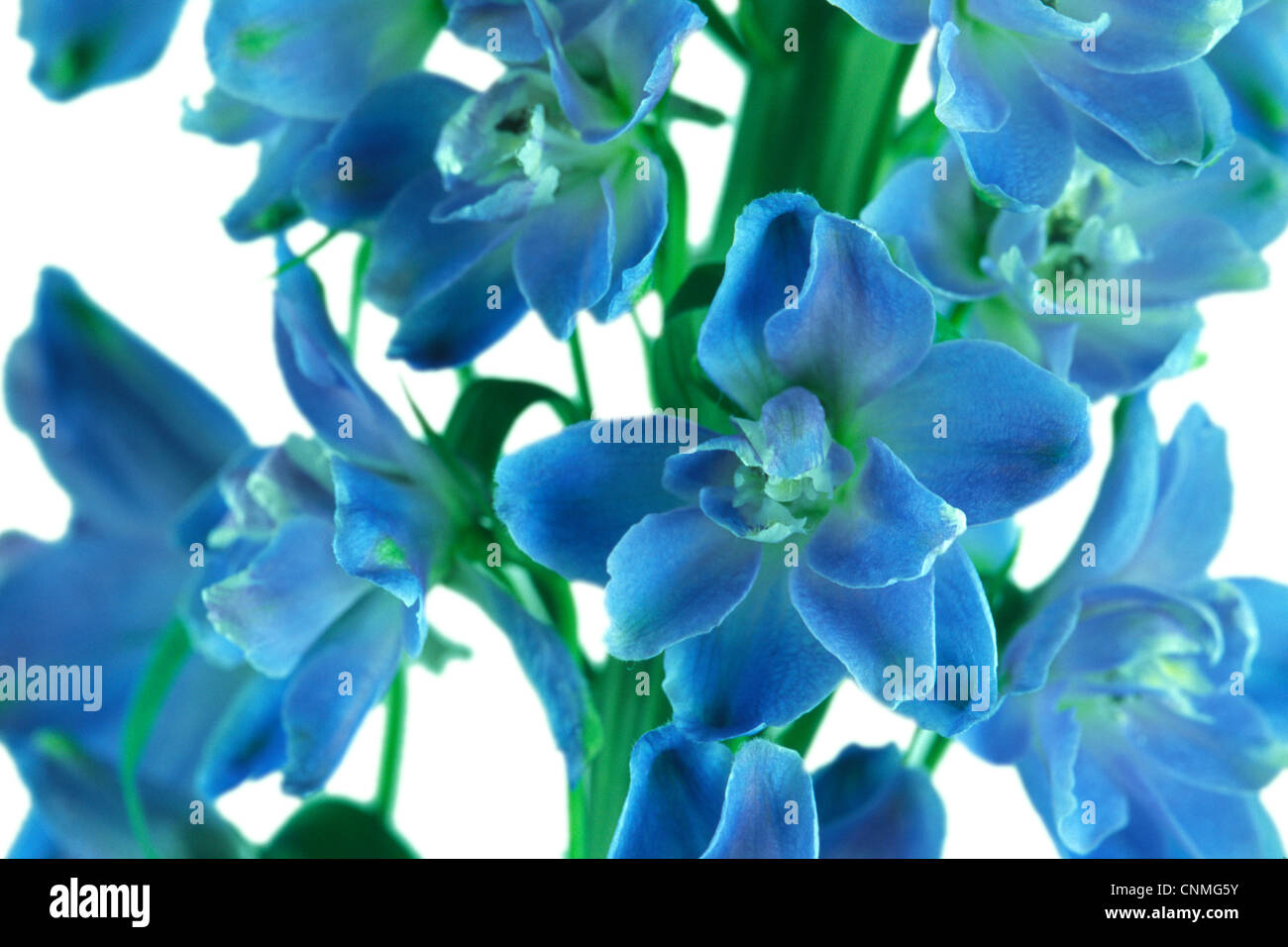 Blue Delphinium Flower White Background Stock Photo - Alamy