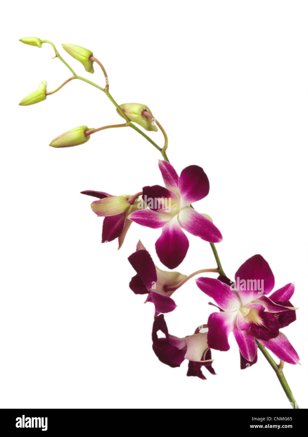 Dendrobium Orchids Flower Isolated White Background Stock Photo