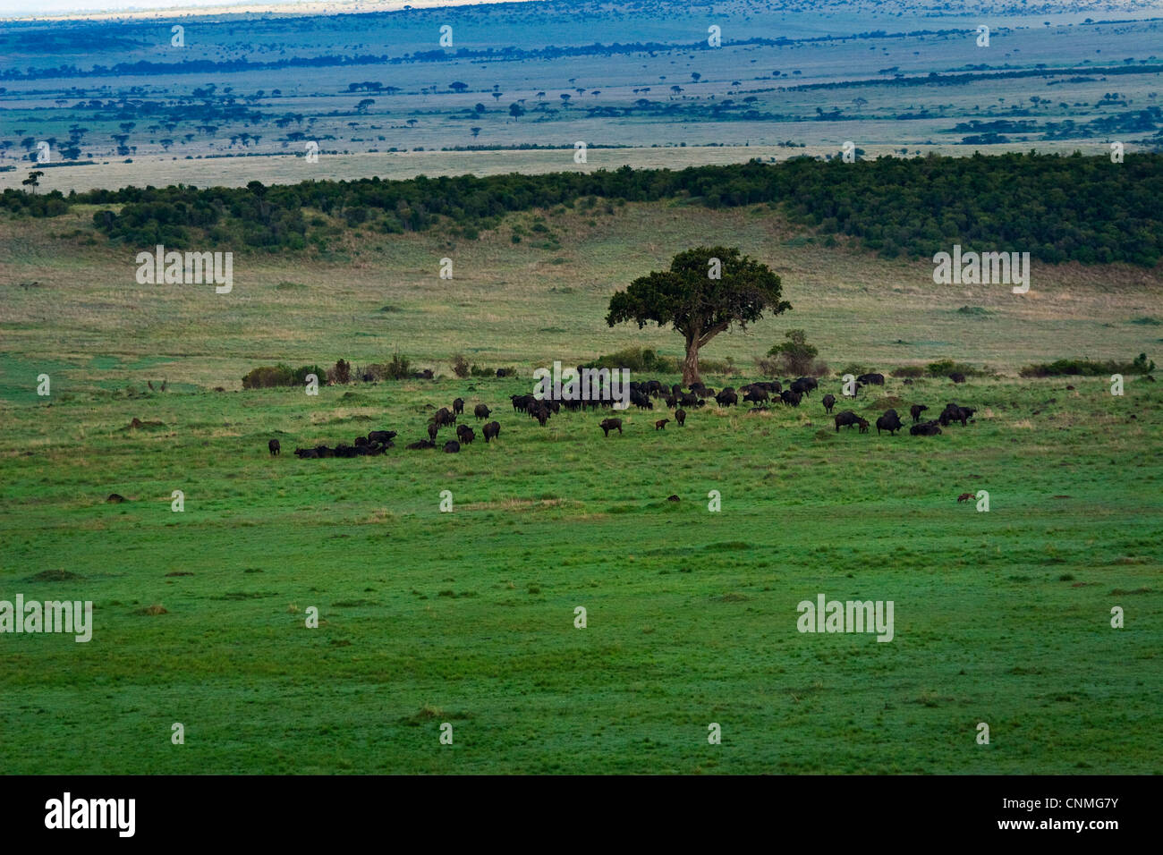 Herd of African water buffalo or Cape buffalo (Syncerus caffer) Stock Photo