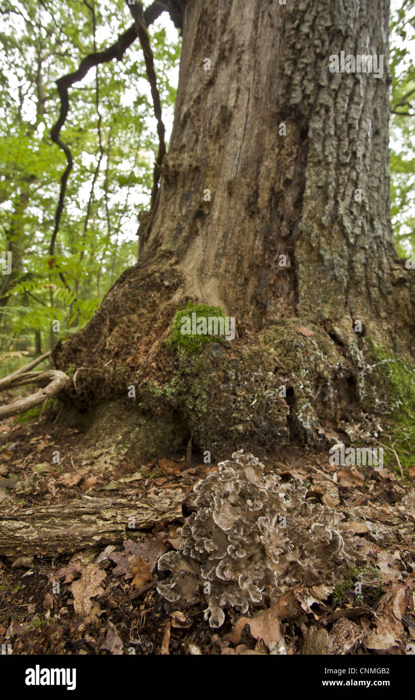 Henofthewoods Grifola frondosa fruiting bodies clump growing base