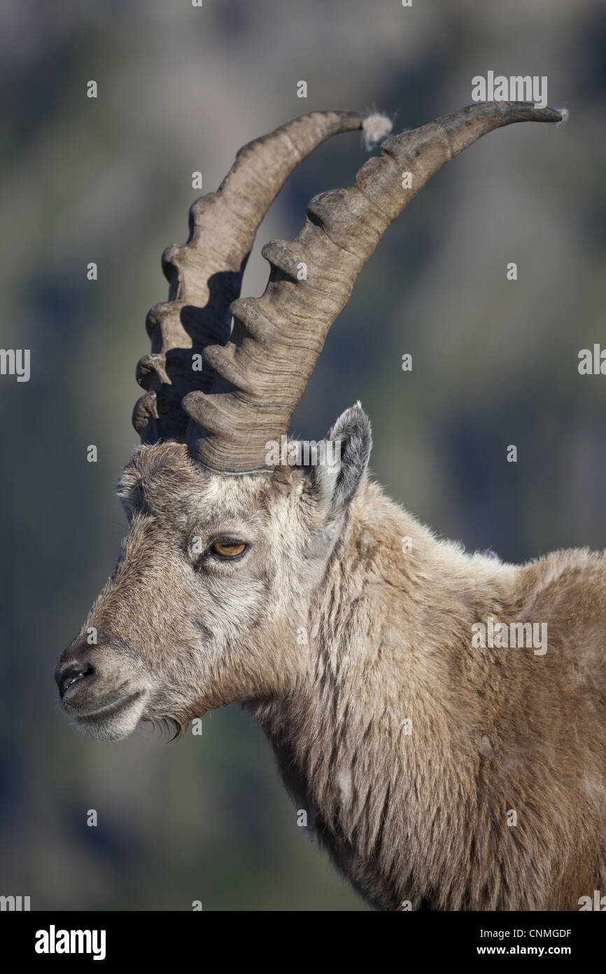 Alpine Ibex (Capra ibex) adult male, close-up of head, Niederhorn ...