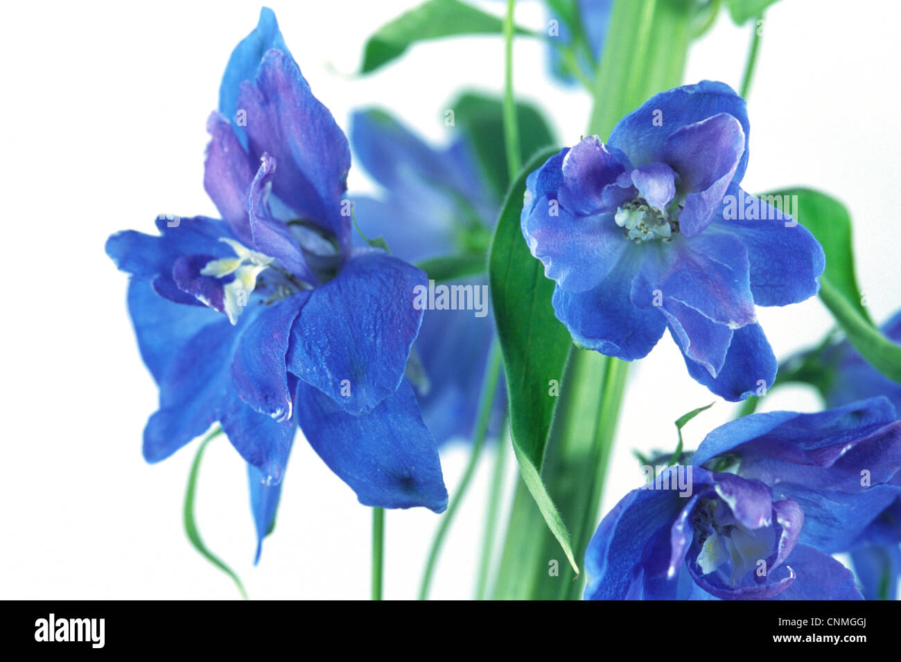 Blue Delphinium Flower White Background Stock Photo - Alamy