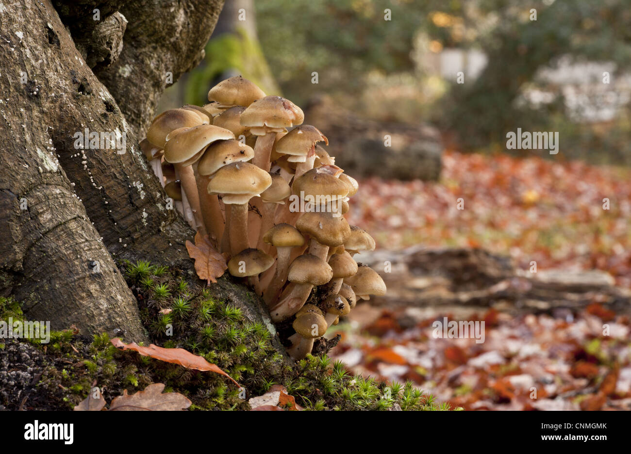 Honey Fungus Armillaria mellea fruiting bodies clump growing on beech trunk in woodland New Forest Hampshire England november Stock Photo