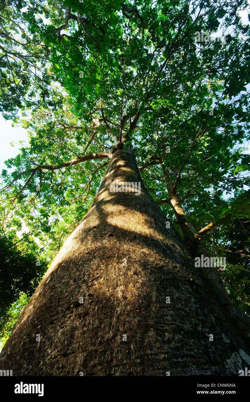Baobab Tree Stock Photo