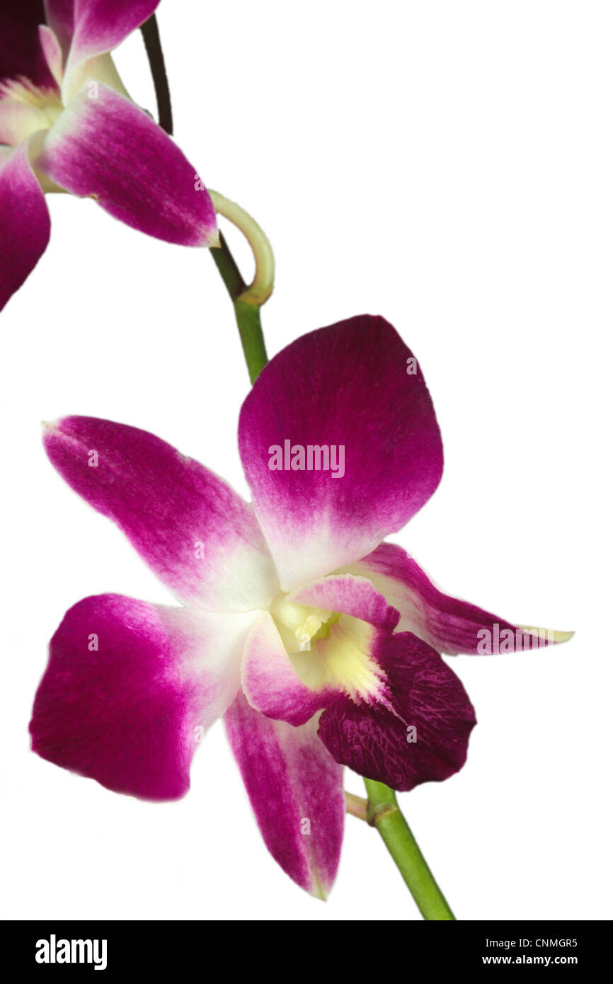 Dendrobium Orchids Flower Isolated White Background Stock Photo - Alamy